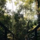 khao yai national park