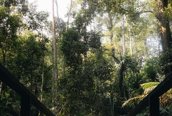 khao yai national park